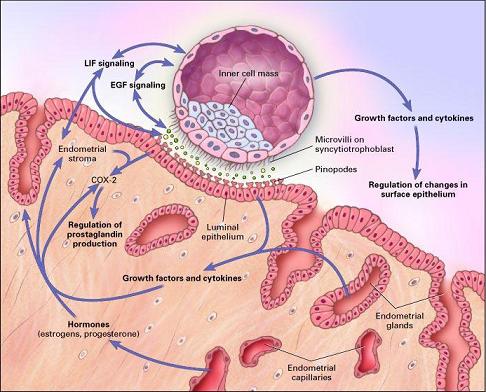 Human Embryo Implantation